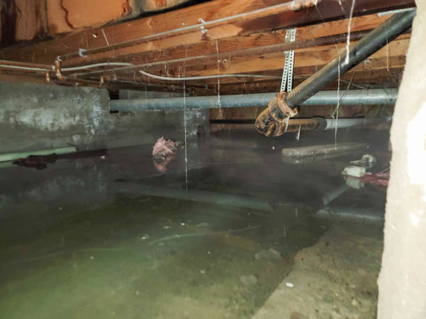 Best Professional water damage repair  in Ashdown, AR